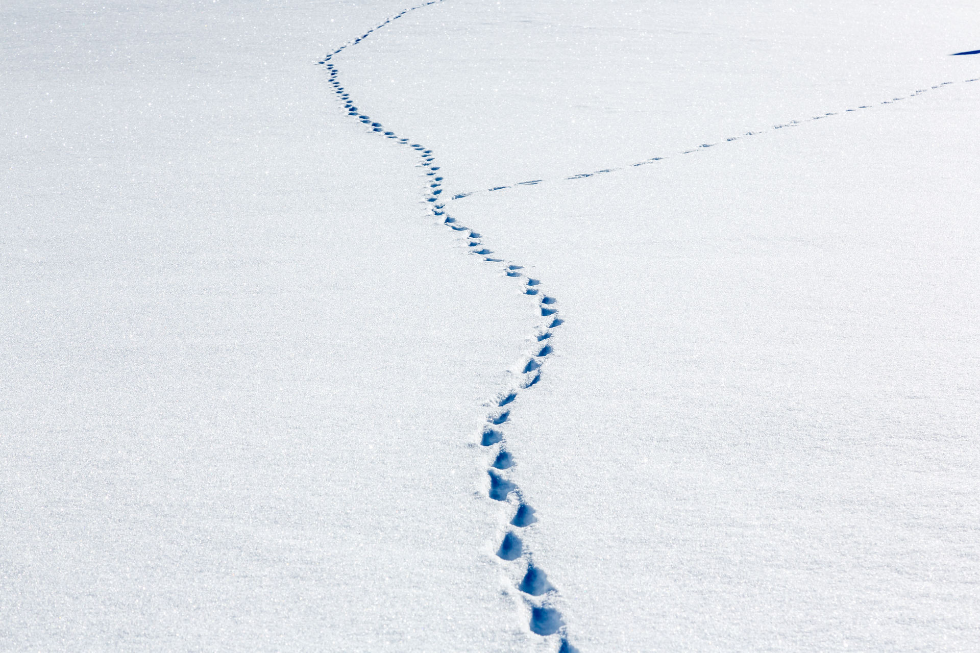 _lv_images__lot_0002340301_14_1455895