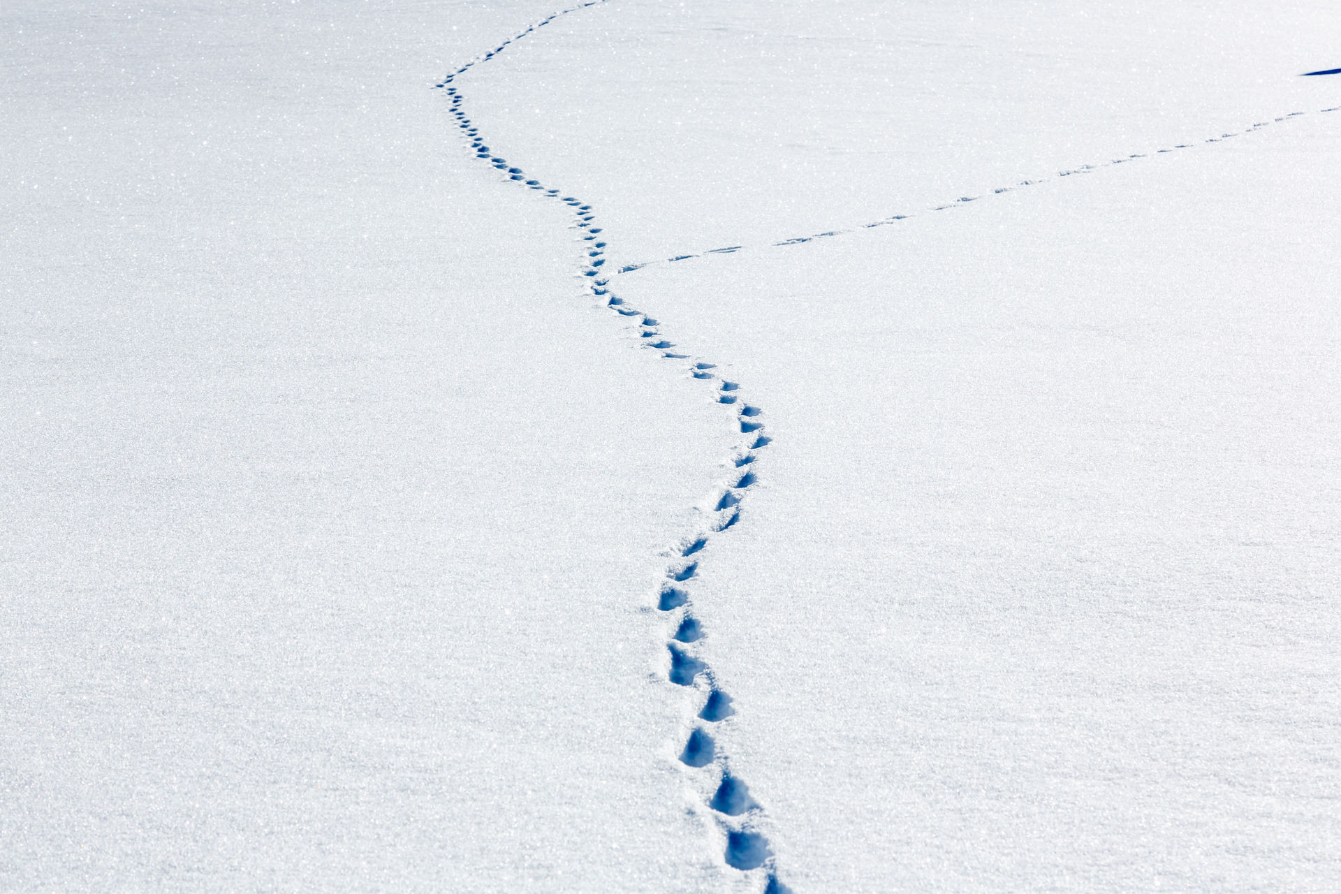 _lv_images__lot_0002340146_12_1457795